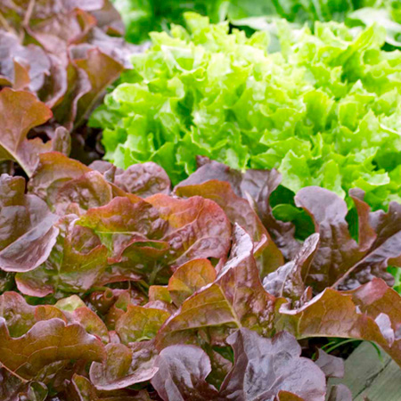Unbranded Lettuce Plant Collection x 18 (June) Pack of 18