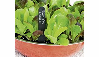 Unbranded Lettuce Plants - Cos Mix