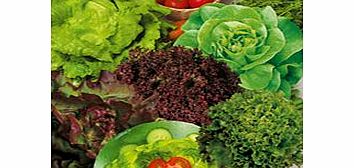 Unbranded Lettuce Plants - Mix