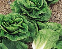 Unbranded Lettuce Plants - Winter Density