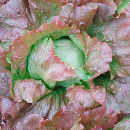 Unbranded Lettuce Red Iceberg Seeds Average Seeds 200