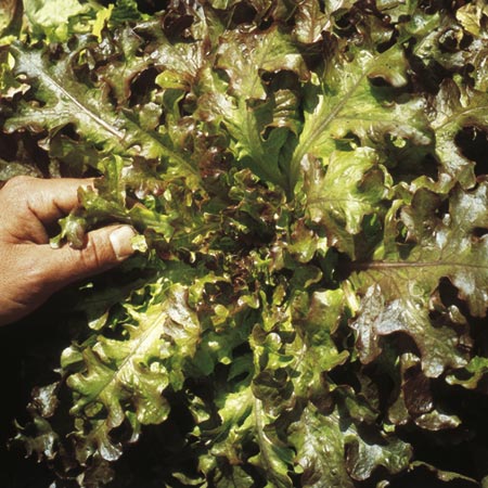 Unbranded Lettuce Red Salad Bowl Seeds Average Seeds 1400