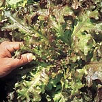 Unbranded Lettuce Red Salad Bowl Seeds