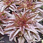 Unbranded Lettuce Relic - Red Tongue Plug Plants