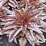 Unbranded Lettuce Relic - Red Deers Tongue Seeds 436473.htm