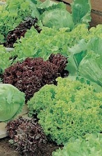 Unbranded Lettuce Salad Collection x 5 mixed young plants