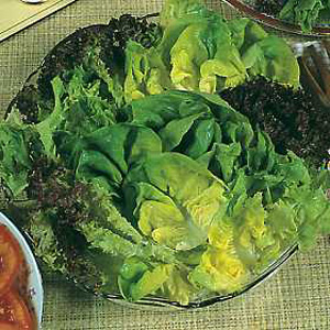 Unbranded Lettuce Salad Leaves Mixed Seeds
