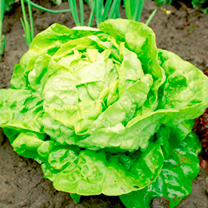 Unbranded Lettuce Seeds - All-The-Year-Round