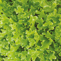 Unbranded Lettuce Seeds - Ashbrook