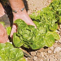 Unbranded Lettuce Seeds - Vailan-Winter Gem