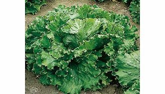 Unbranded Lettuce Seeds - Webbs Wonderful