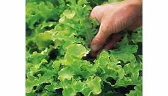 Unbranded Lettuce Seeds Organic - Salad Bowl
