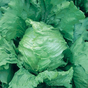 Unbranded Lettuce Set Iceberg Seeds