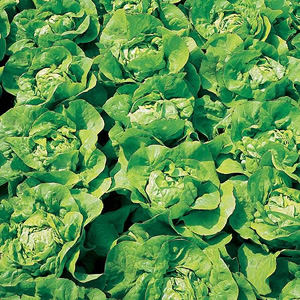 Medium-sized hearts. Sow outdoors in spring and summer. Also excellent for January-February sowing u