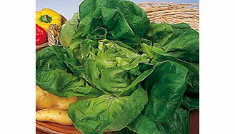 Unbranded Lettuce Valdor Seeds