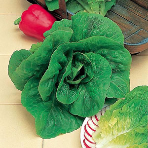 Lettuce Winter Density Seeds