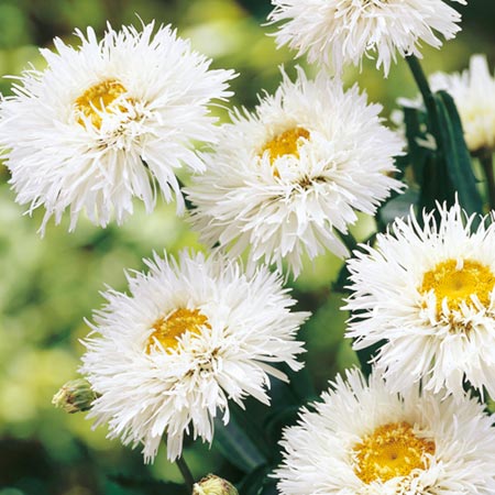 Unbranded Leucanthemum Aglaia Pack of 3 Bare Roots