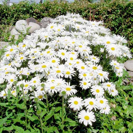Unbranded Leucanthemum White Knight Plants Pack of 16