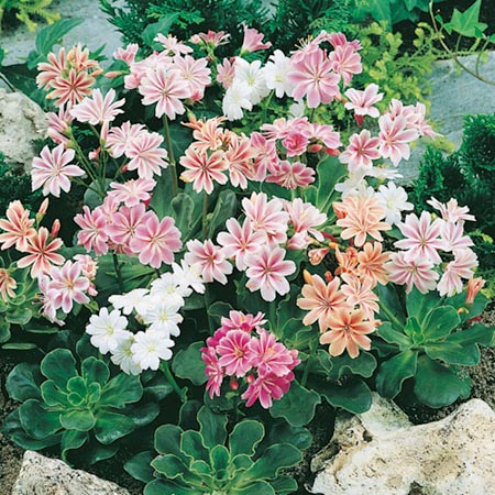 Unbranded Lewisia Sunset Strain Plants Pack of 5 Pot Ready