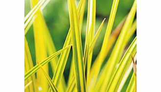 Unbranded Libertia Plant - Goldfinger