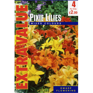 Unbranded Lilies Pixie Mixed Bulbs - Extra Value (4)