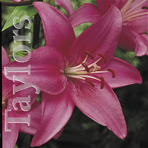 Unbranded Lilium Cote dAzur Bulbs