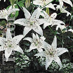 Unbranded Lilium Sterling Star Bulbs