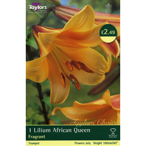 Unbranded Lily African Queen Bulb