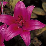 Unbranded Lily Asiatic Cote D`Azur