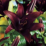 Unbranded Lily Asiatic Hybrid Landini