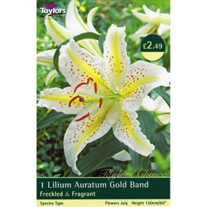 Unbranded Lily Auratum Gold Band Bulb