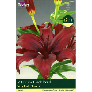 Unbranded Lily Black Pearl Bulbs