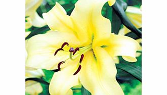 Unbranded Lily Bulbs - Honeymoon