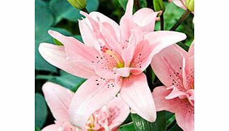 Unbranded Lily Bulbs - Pollen-Free Collection