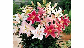 Unbranded Lily Bulbs - Red/White/Pink Dwarf Collection