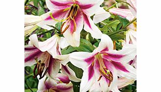Unbranded Lily Bulbs - Tree Collection