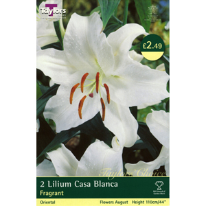 Unbranded Lily Casa Blanca Bulbs