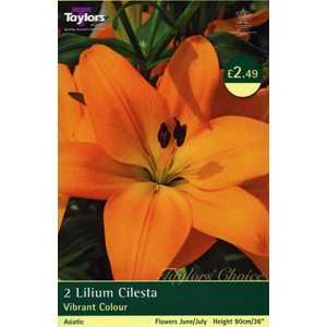 Unbranded Lily Cilesta Bulbs