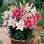 Unbranded Lily Dwarf Oriental Mixed