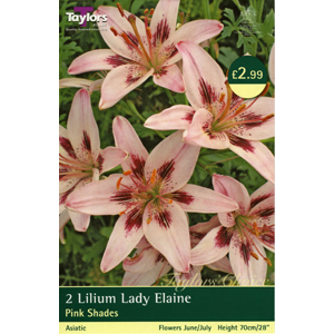 Unbranded Lily Lady Elaine Bulbs