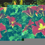 Unbranded Lily Longiflorum-Oriental Satisfaction