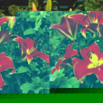 Unbranded Lily Longiflorum-Oriental Satisfaction