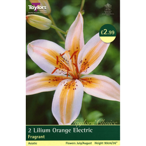 Unbranded Lily Orange Electric Bulbs
