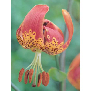 Unbranded Lily Pardalinum Giganteum Bulb