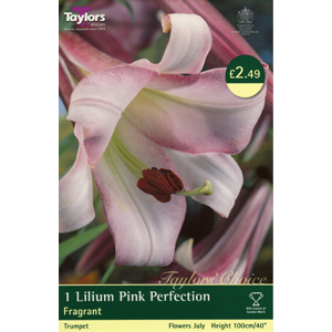 Unbranded Lily Pink Perfection Bulb