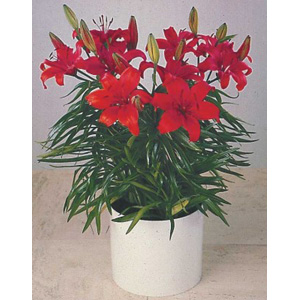 Unbranded Lily Red Carpet Bulbs