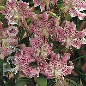 Unbranded Lily Speciosum Rubrum Bulb