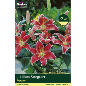 Unbranded Lily Stargazer Bulbs