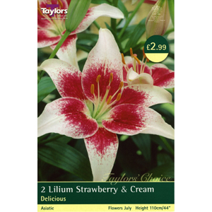 Unbranded Lily Strawberry and Cream Bulbs