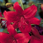 Unbranded Lily Tiger Red